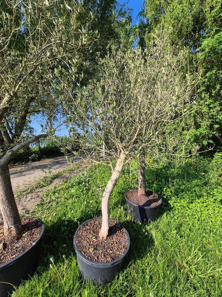 Olijfbomen, Lente, 100 tot 250 cm, Olijfboom, Ophalen