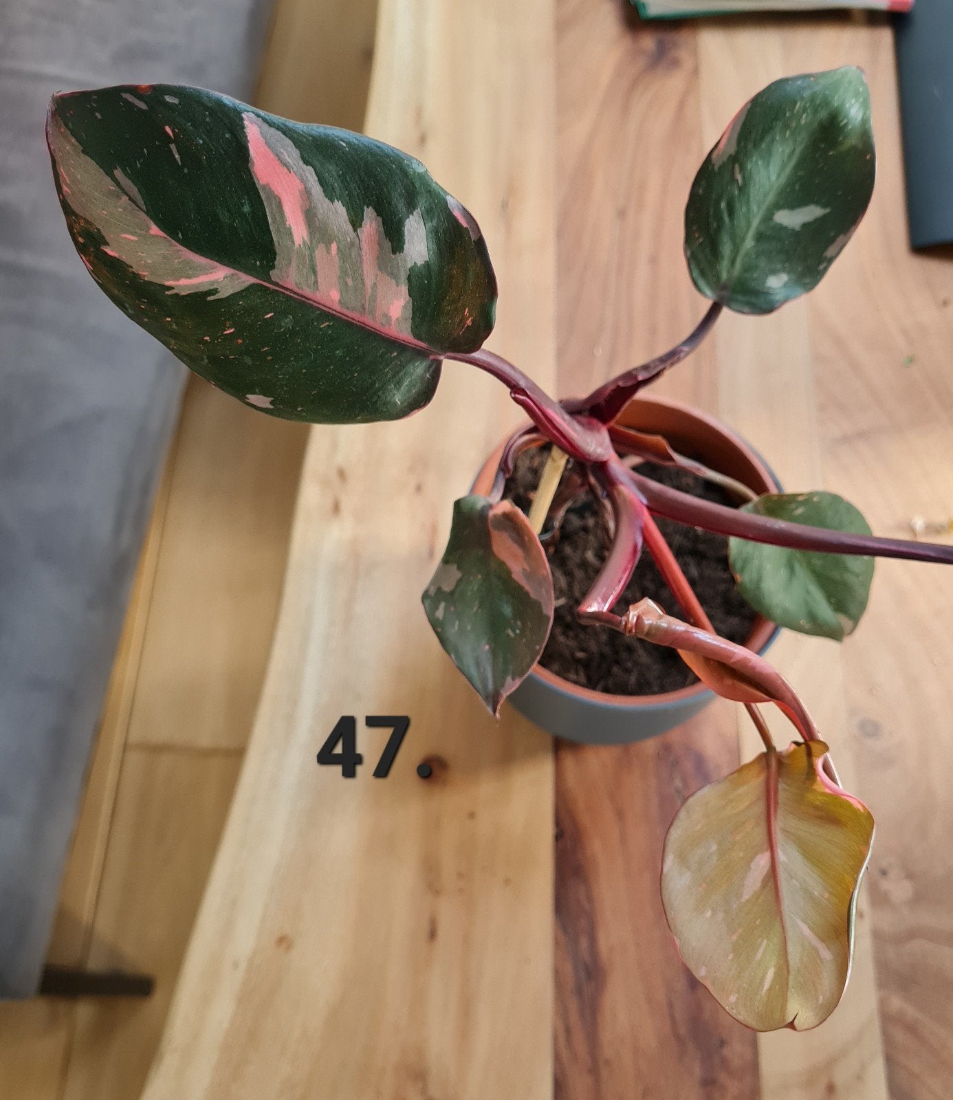 Philodendron pink Princess, kamerplant, Ophalen of Verzenden, Halfschaduw, Minder dan 100 cm