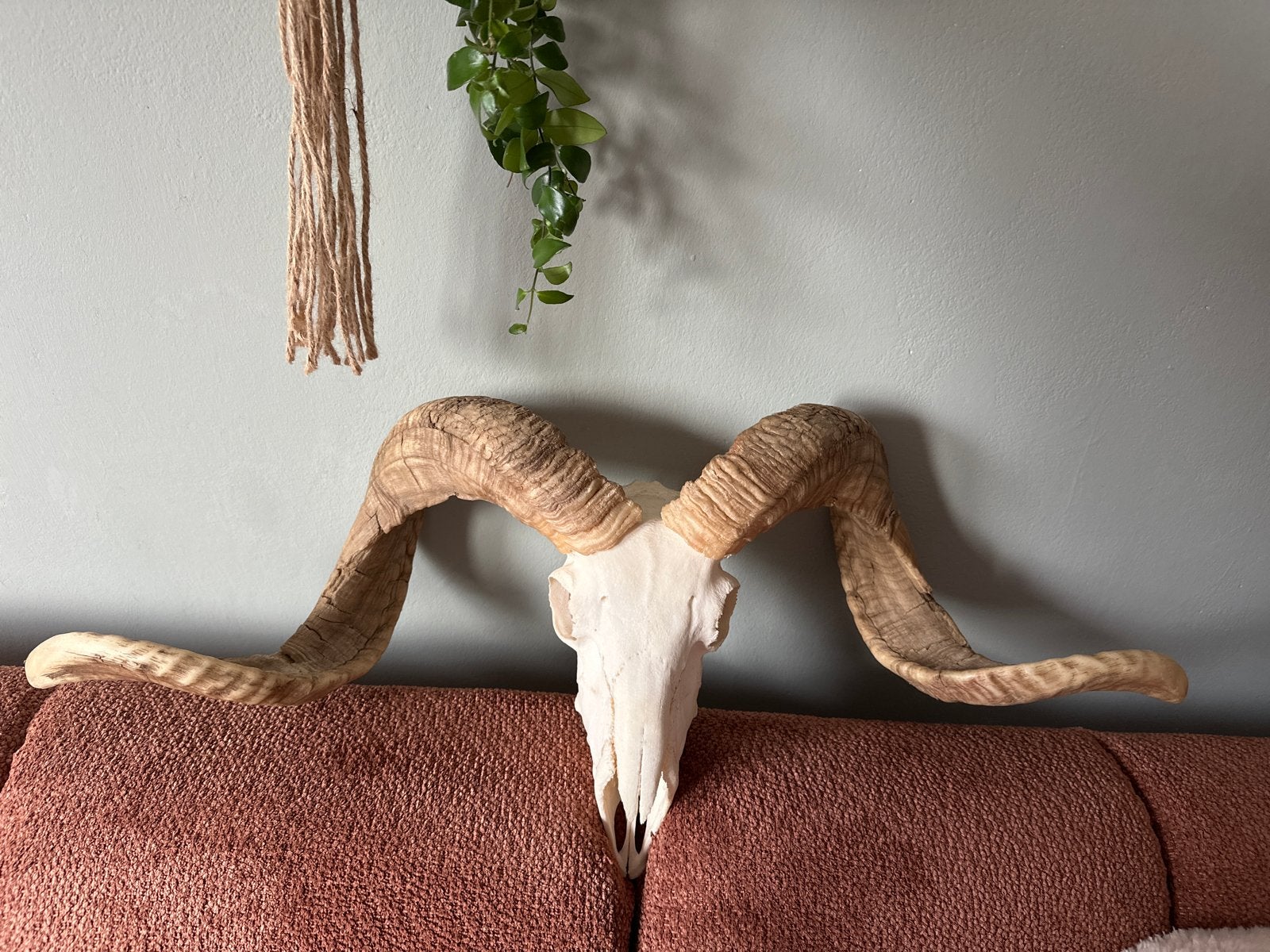 Grote Ram Schedel met Hoorns - Decoratief, Ophalen of Verzenden, Zo goed als nieuw, Boerderijdier, Schedel