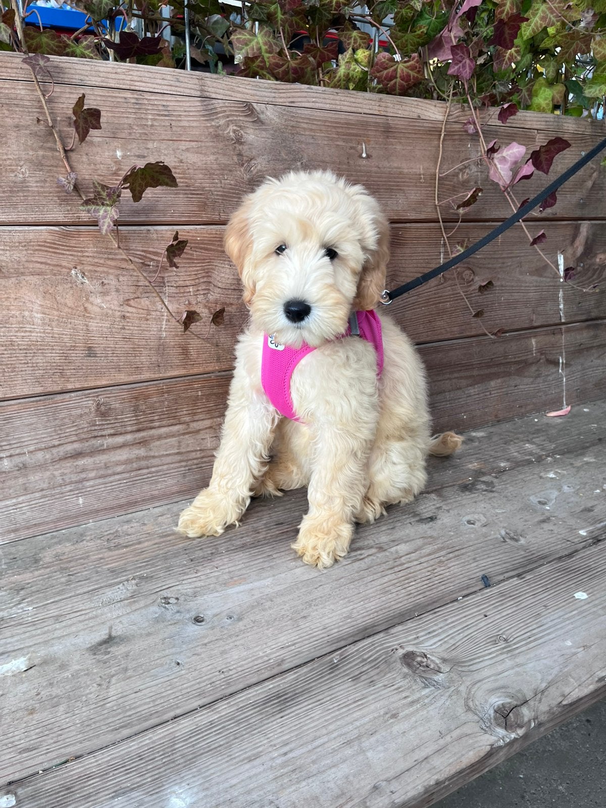 Mini Australian labradoodle, Dieren en Toebehoren, Overige rassen, CDV (hondenziekte), 8 tot 15 weken, Teef