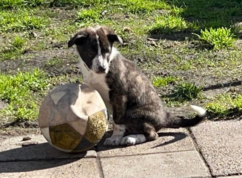 Border Collie pups met FCI stamboom, Dieren en Toebehoren, Parvo, 8 tot 15 weken, Collie, Meerdere