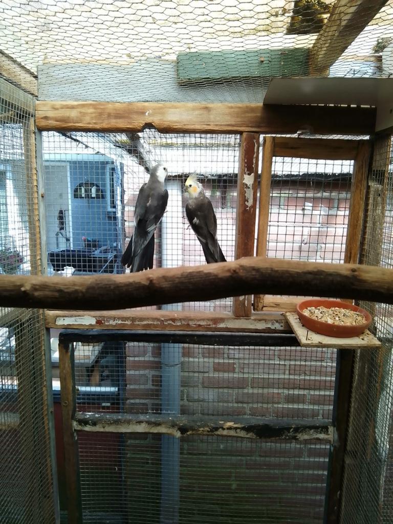 Te koop: 2 valken, Dieren en Toebehoren, Vogels | Parkieten en Papegaaien, Mannelijk, Parkiet