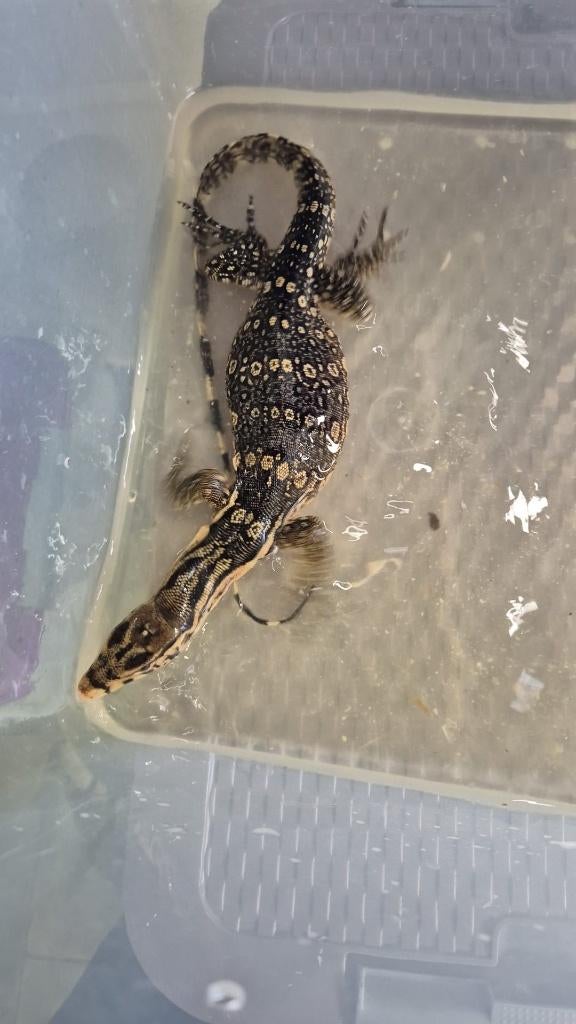 Varanus salvator SUMBAWA, Dieren en Toebehoren, Hagedis, 0 tot 2 jaar