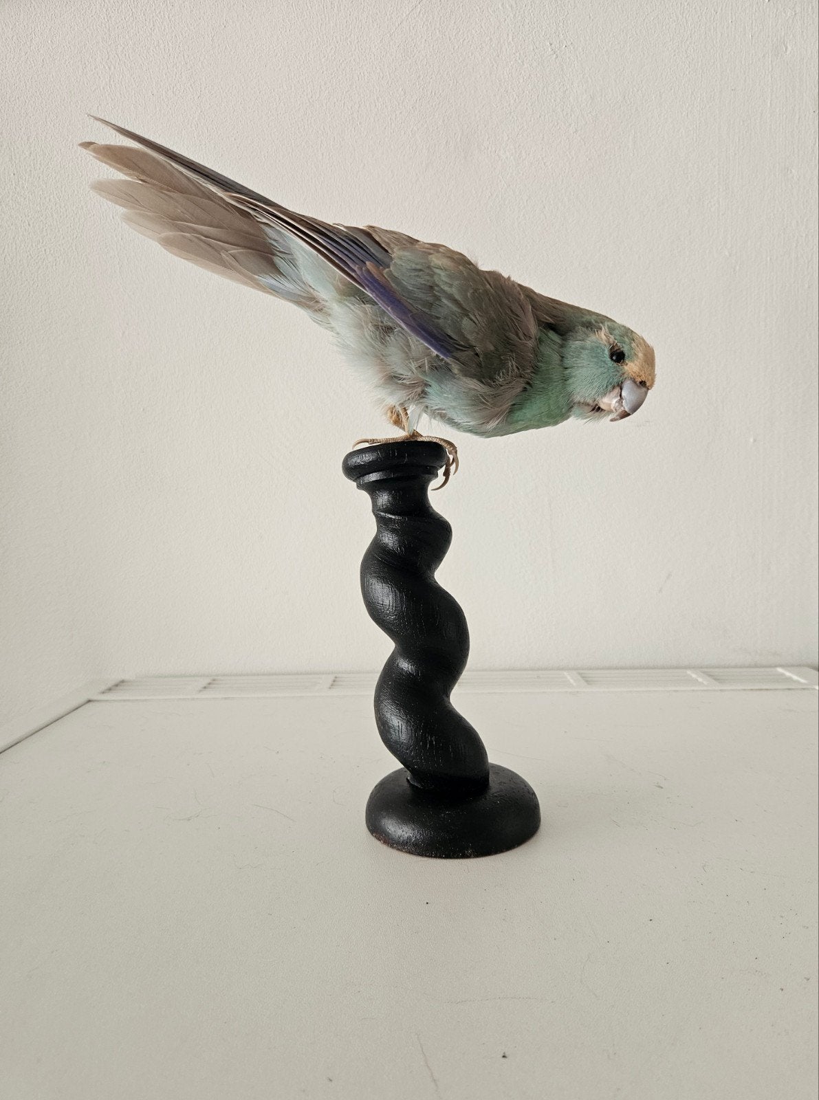 taxidermie vogel opgezet parkiet wunderkammer, Ophalen of Verzenden, Vogel, Opgezet dier