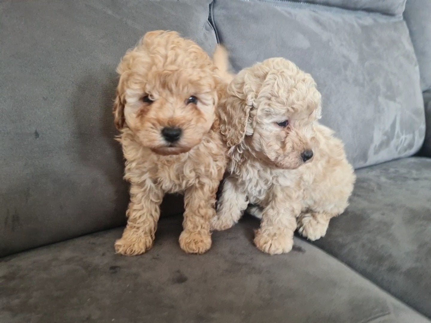Prachtige, super goed gesocialiseerde Maltipoo x poedel pups, Dieren en Toebehoren, Honden | Chihuahua's en Gezelschapshonden
