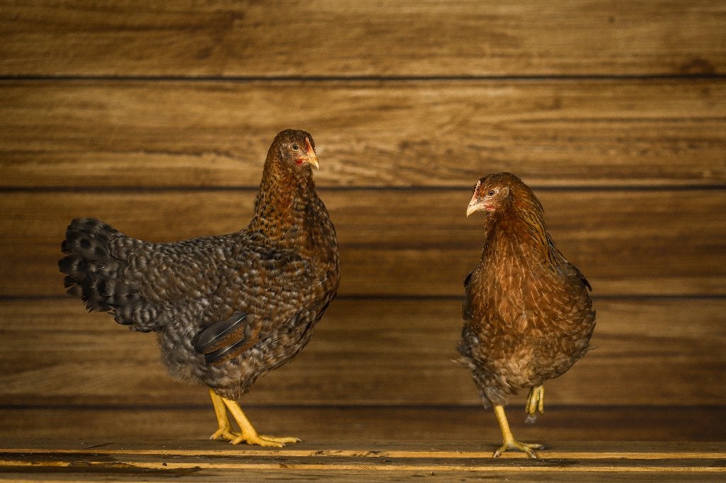 Bielefelder groot | Kippen | Passend advies, Dieren en Toebehoren, Meerdere dieren, Middelgroot