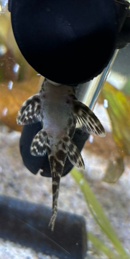 Zebra pleco, Dieren en Toebehoren, Vis