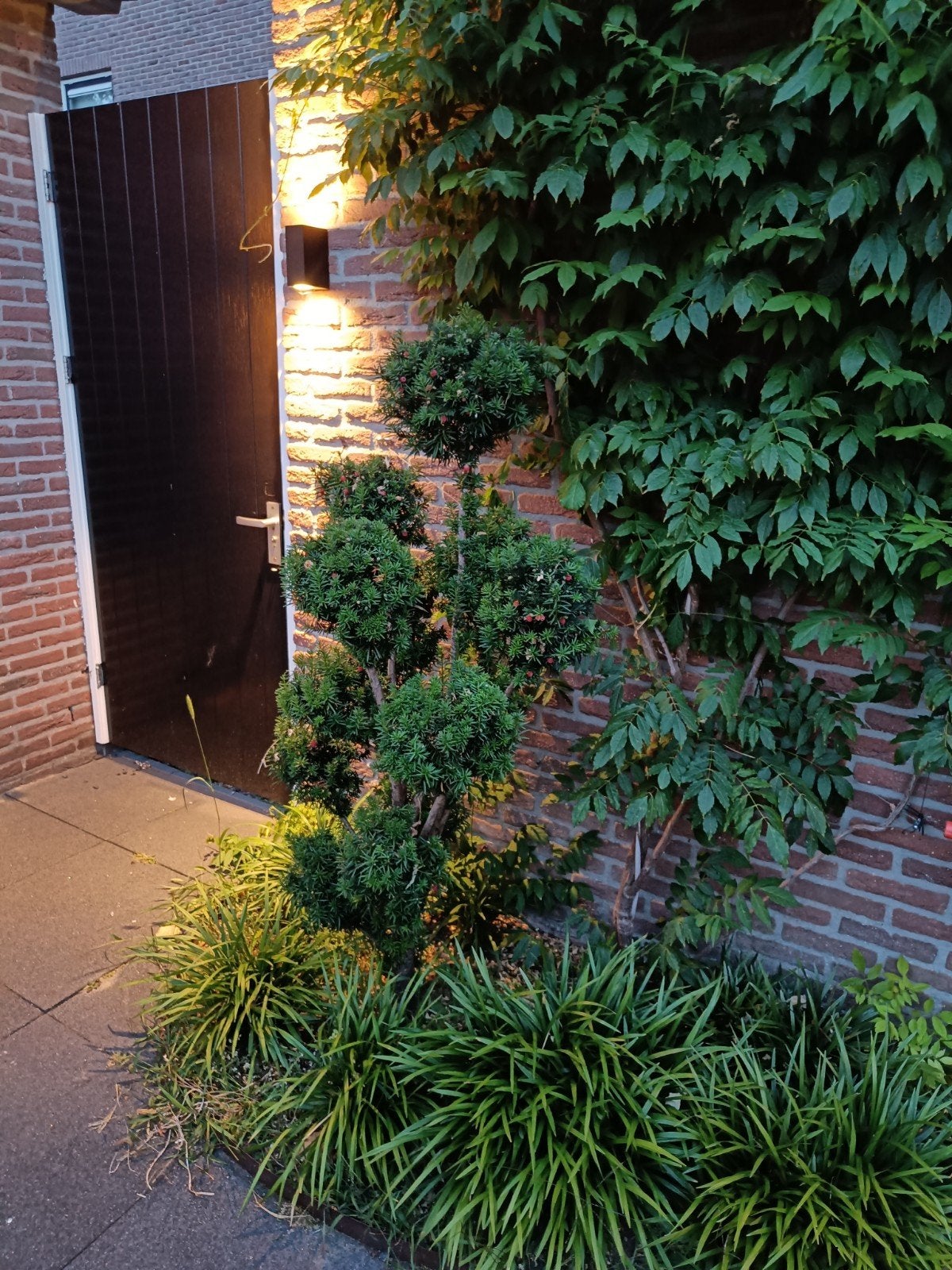 Taxus Bonsai boom, Ophalen, Bloeit niet, Halfschaduw, Overige soorten
