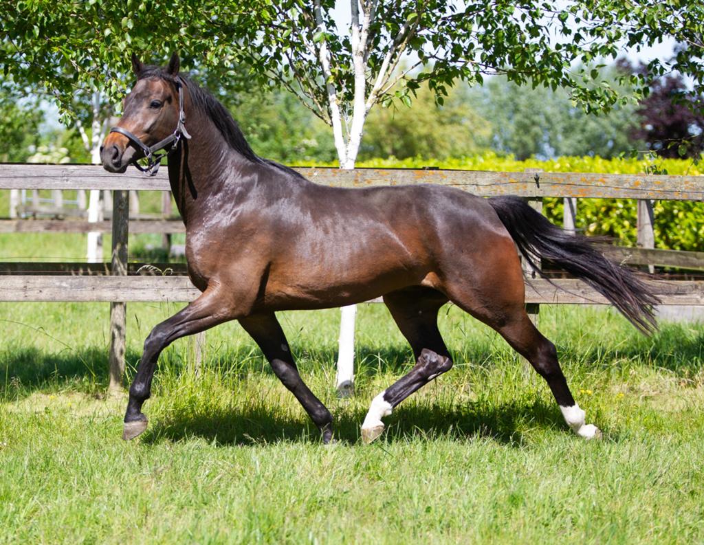 4 jarige Dressuur ruin, Dieren en Toebehoren, Paarden, Ruin, Onbeleerd, Dressuurpaard, 3 tot 6 jaar
