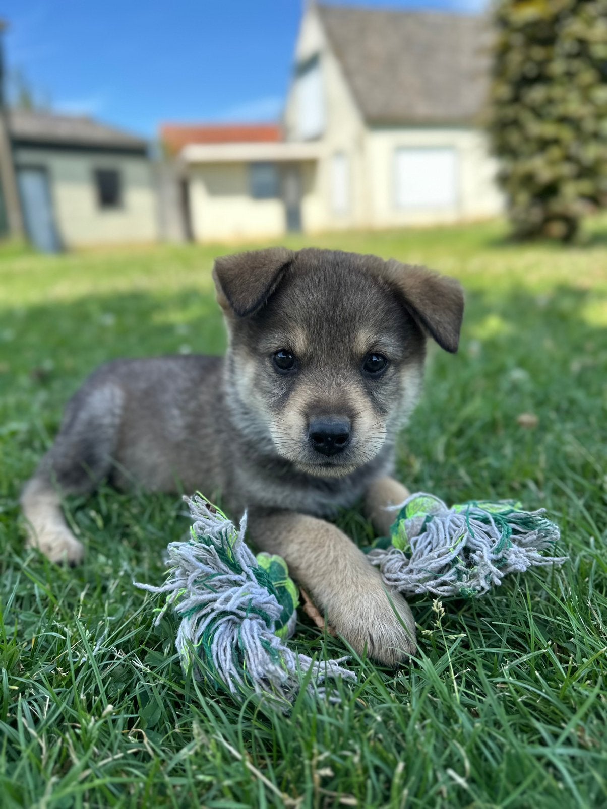 Puppy’s Eurasiër / Herdermix kruising, Parvo, Overige rassen, 8 tot 15 weken, Meerdere