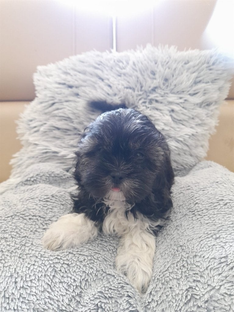 Boomer pup, 8 tot 15 weken, Parvo, Eén hond, Nederland