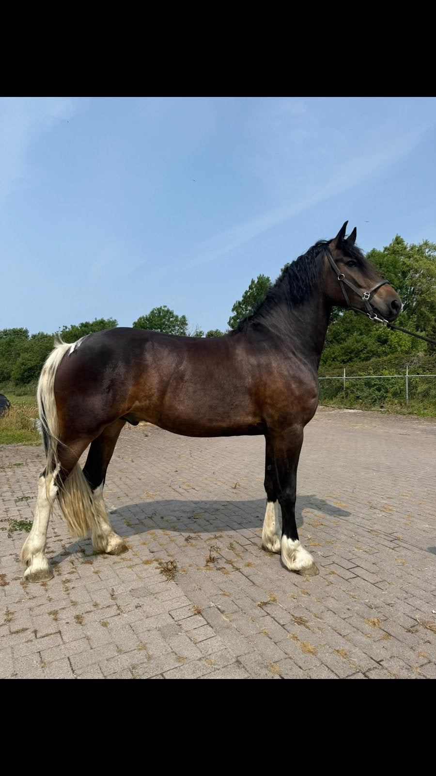 Bijrijder gezocht, Ruiter of Bijrijder