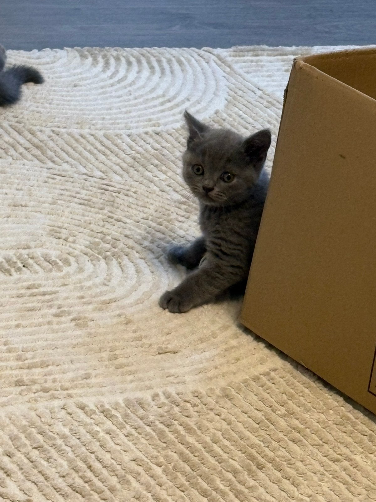 kitten te koop, Meerdere dieren, Ontwormd