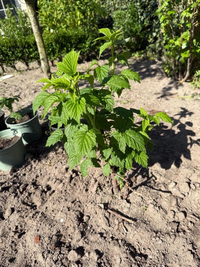 Framboos stek biologisch gekweekt, Tuin en Terras, Planten | Tuinplanten, Volle zon, Vaste plant, Ophalen of Verzenden, Zomer