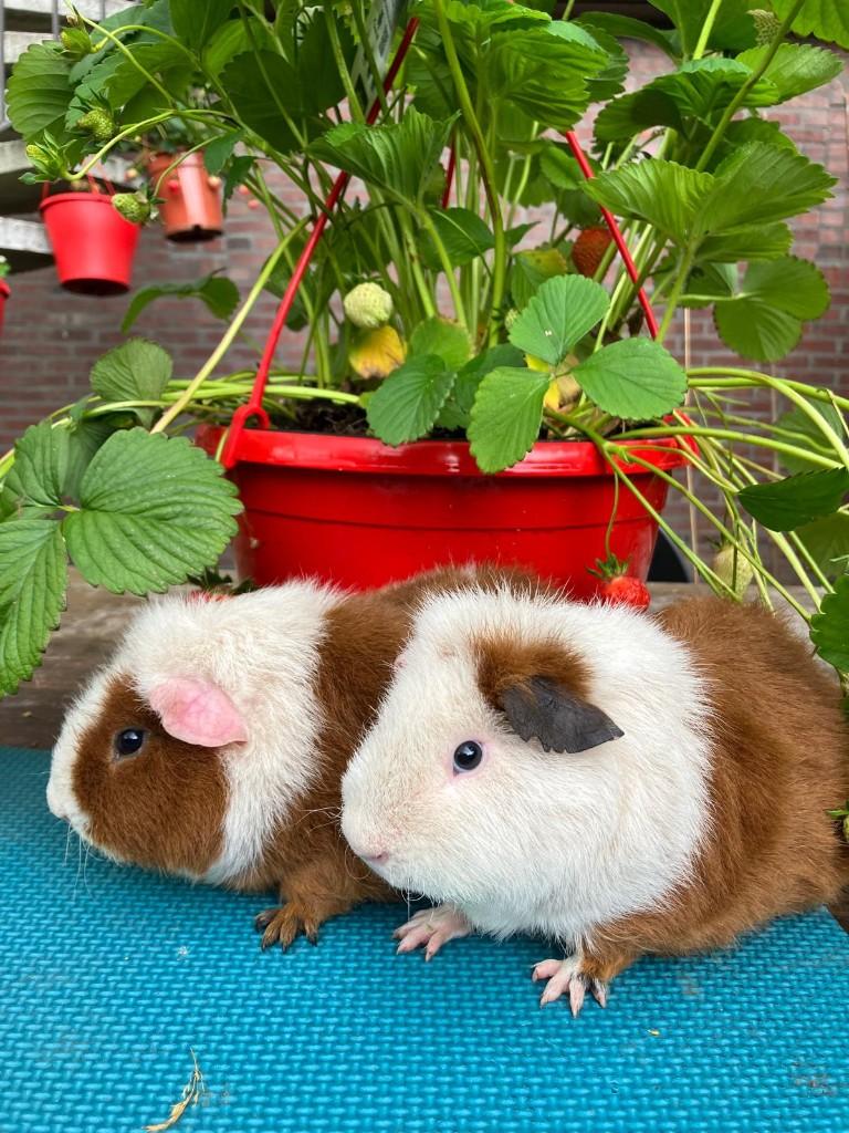 Cavia rex roodbont, Cavia, Januari, Meerdere dieren, Tam