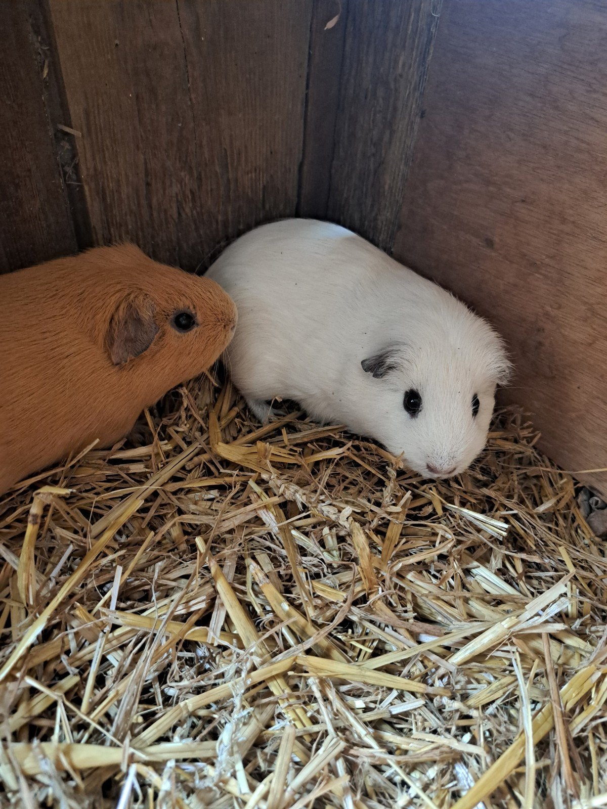 super mooie mannetjes cavias, Dieren en Toebehoren, Cavia, Mannelijk, Januari, Tam