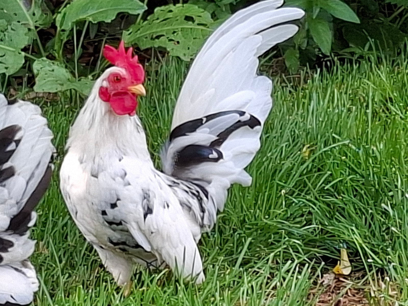 Serama haan, Dieren en Toebehoren, Mannelijk, Kip