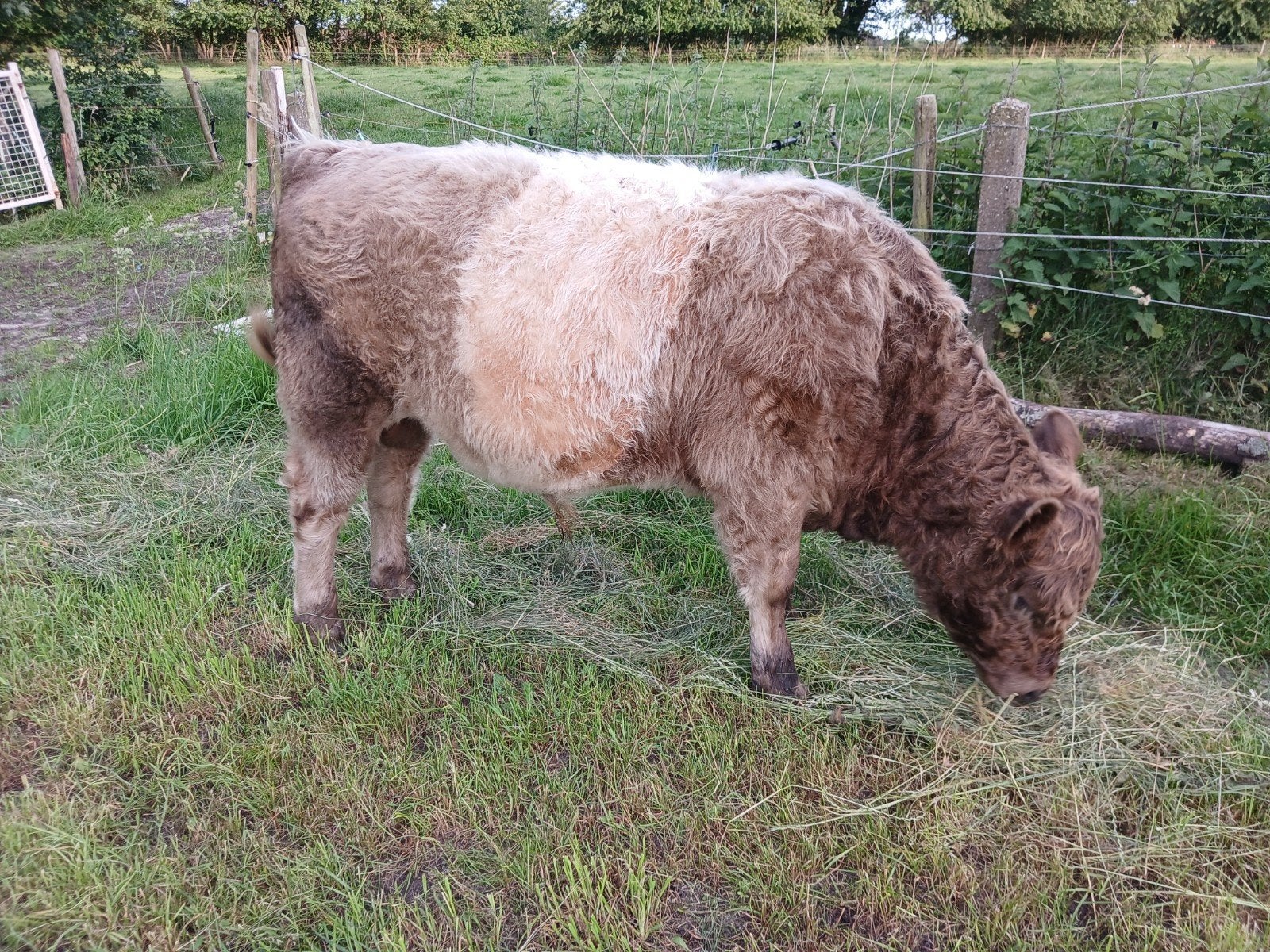 Mooi Belted galloway stiertje, Dieren en Toebehoren, Runderen, Mannelijk, 0 tot 2 jaar