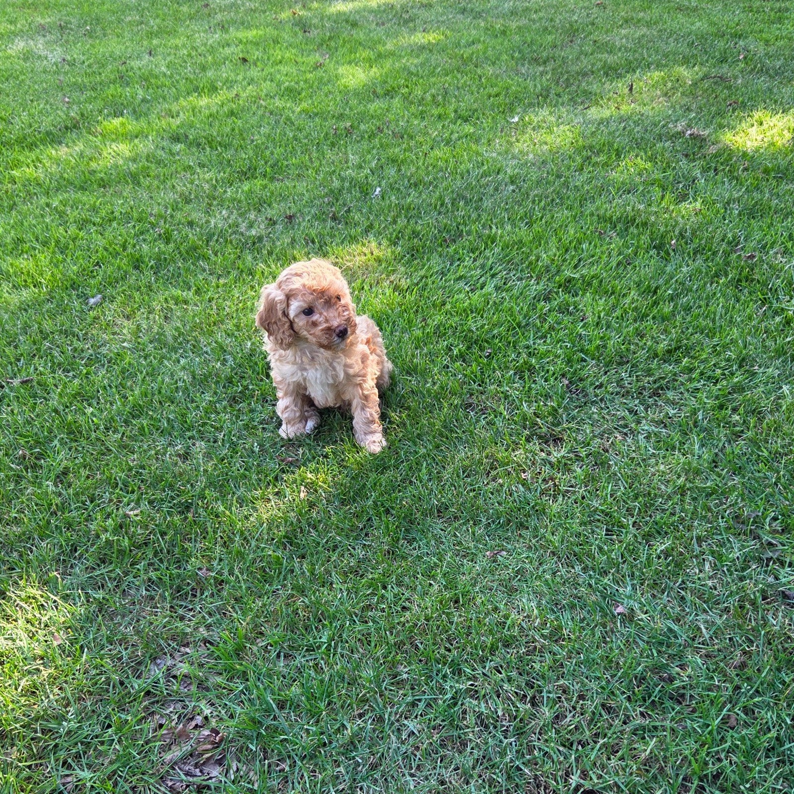 labradoodle pup mini F3 hypoallergeen teefje abrikoos, Overige rassen, CDV (hondenziekte), 8 tot 15 weken, Meerdere