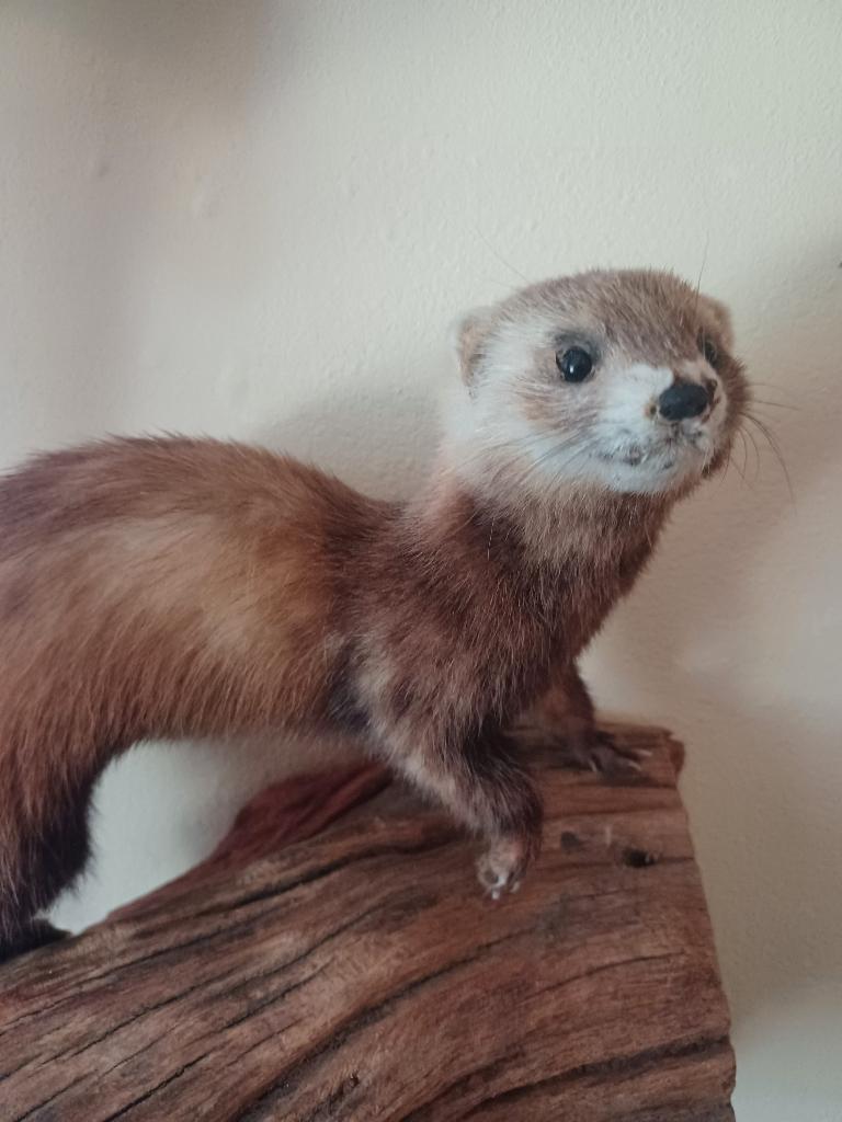 Opgezette bunzing, Ophalen of Verzenden, Zo goed als nieuw, Wild dier, Opgezet dier