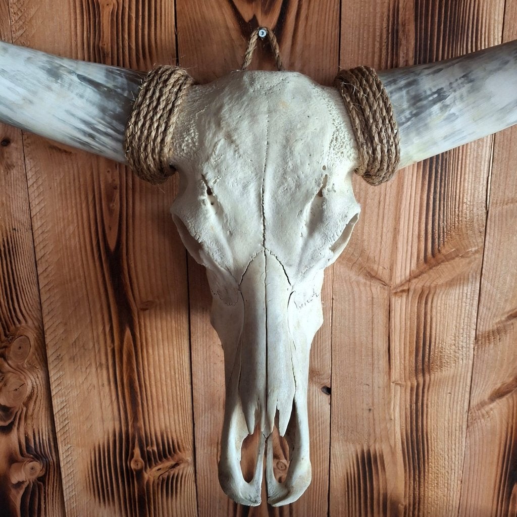 Texas longhorn schedel - Echte schedels, Verzamelen, Ophalen of Verzenden, Nieuw, Boerderijdier, Schedel