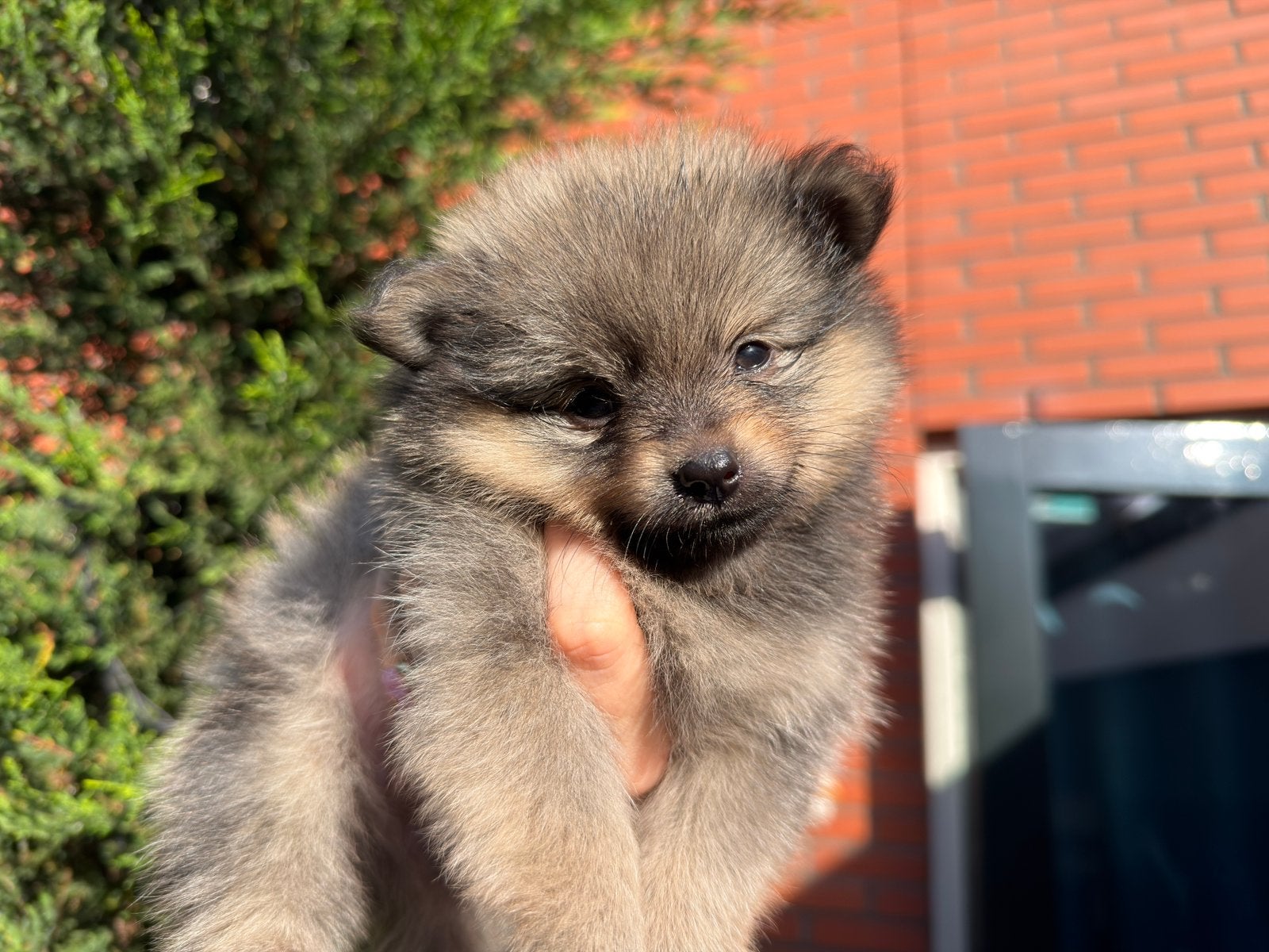 Sable Pomeriaan pup mini, Dieren en Toebehoren, Keeshond, Reu, Meerdere, Nederland
