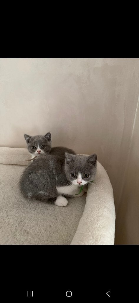 2 lieve mooie mannelijke britsekorthaar per kitten 800 euro!, Dieren en Toebehoren, Katten en Kittens | Raskatten | Korthaar, Kater