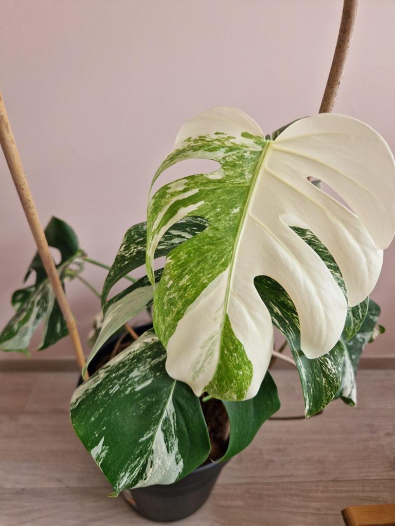 Monstera Deliciosa Albo kopstek veel bont!, Huis en Inrichting, Kamerplanten, Ophalen of Verzenden, Halfschaduw, Minder dan 100 cm