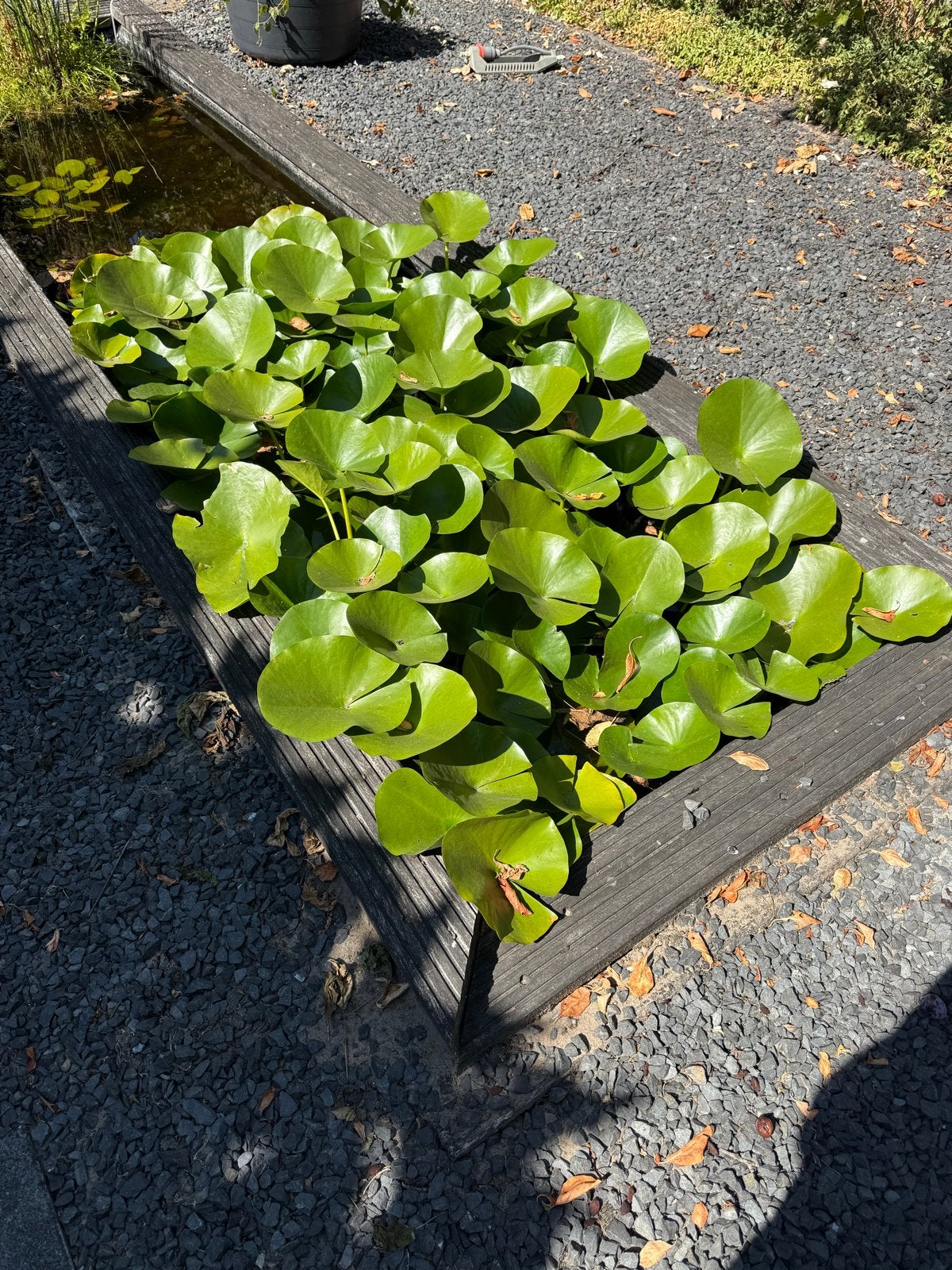 Waterlelies in houten bak - Decoratieve vijverplanten, Verzenden