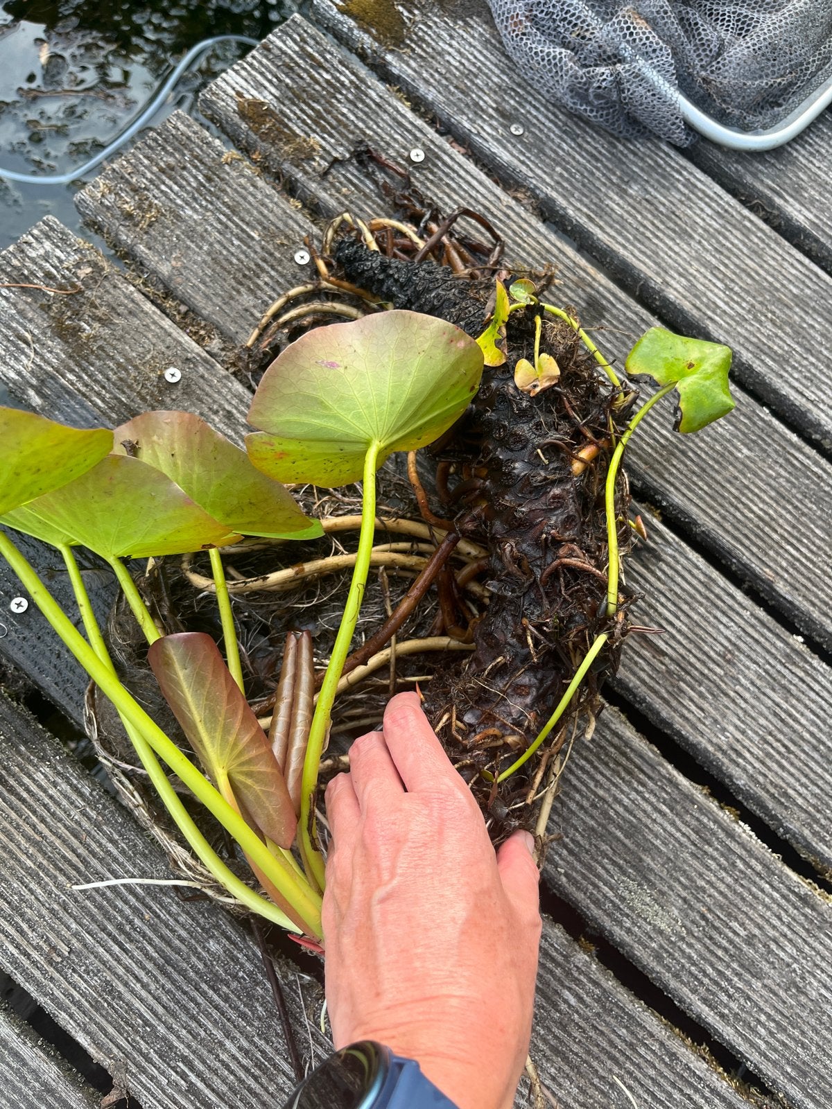 Grote Witte Waterlelie - Nymphaea Alba, Ophalen, Volle zon, Vaste plant, Zomer