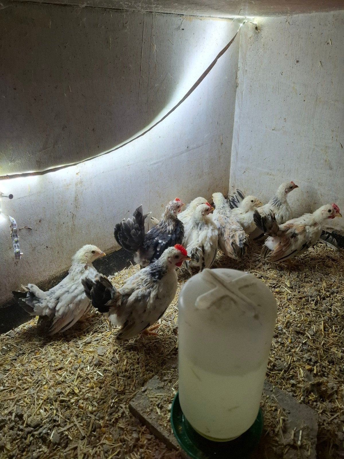 serama kuikens hennen en hanen, Meerdere dieren, Kip
