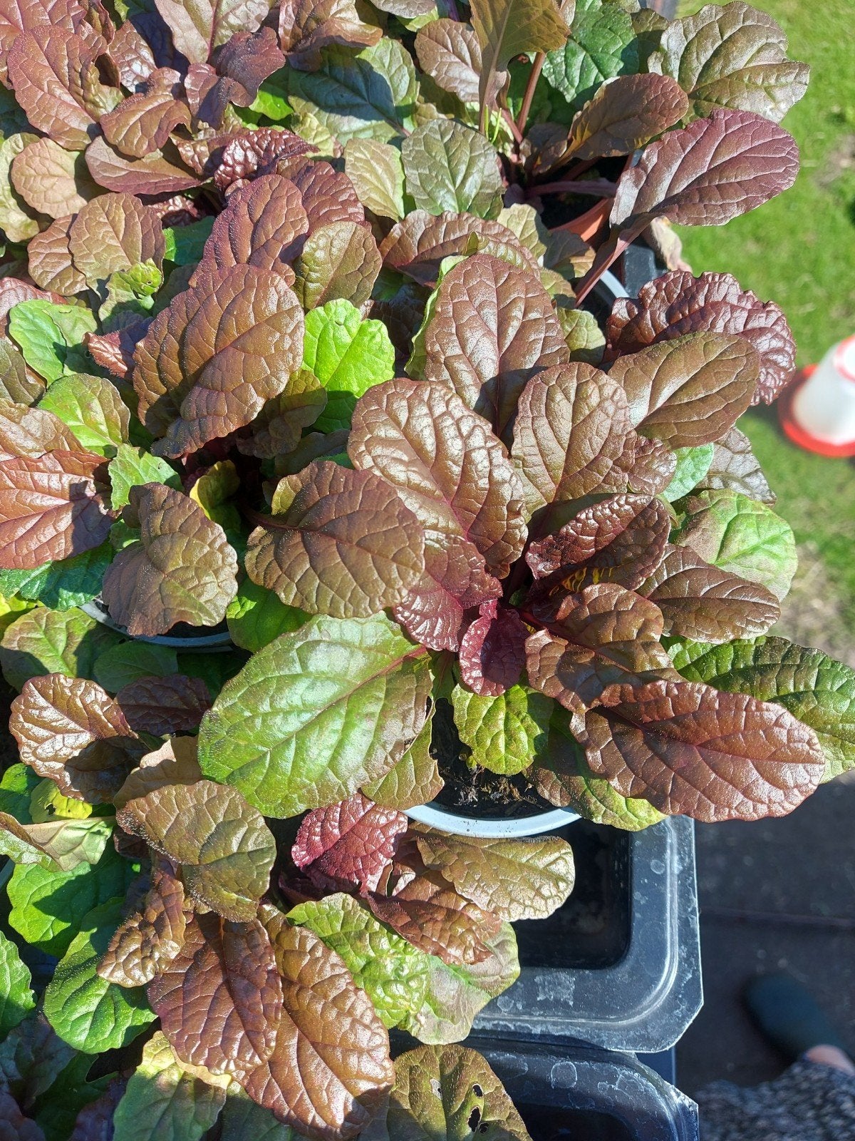 plant mix&match moestuin 10v7,vrouwmantel,astilbe,lijsterbes, Overige soorten, Volle zon, Vaste plant, Ophalen of Verzenden