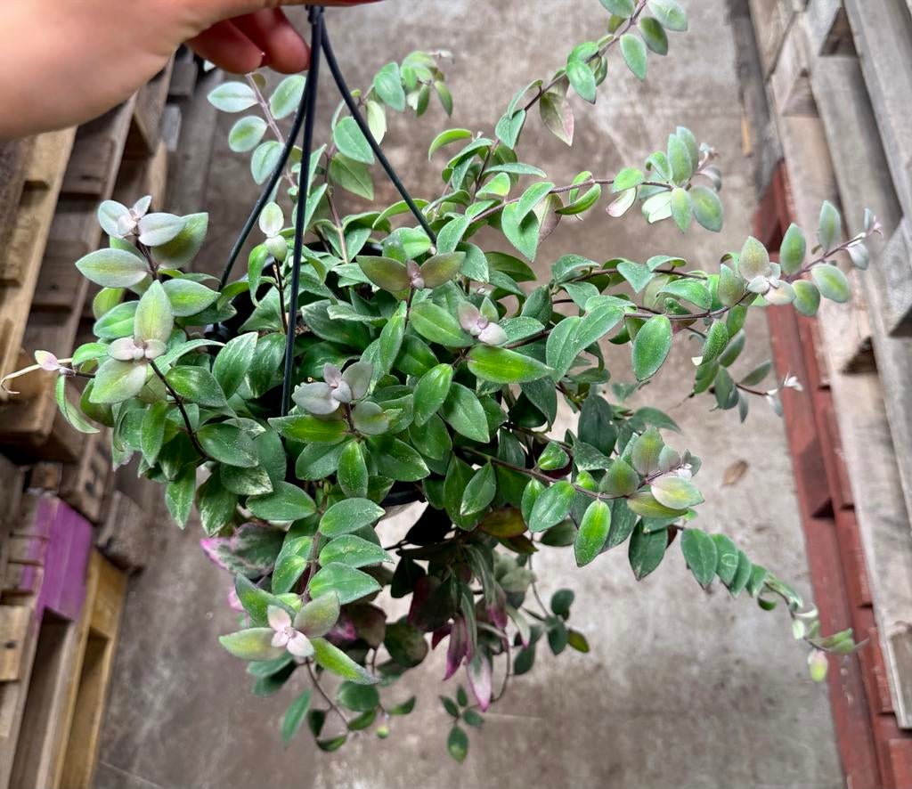 Aeschynanthus Variegata - Hangplant, Ophalen of Verzenden