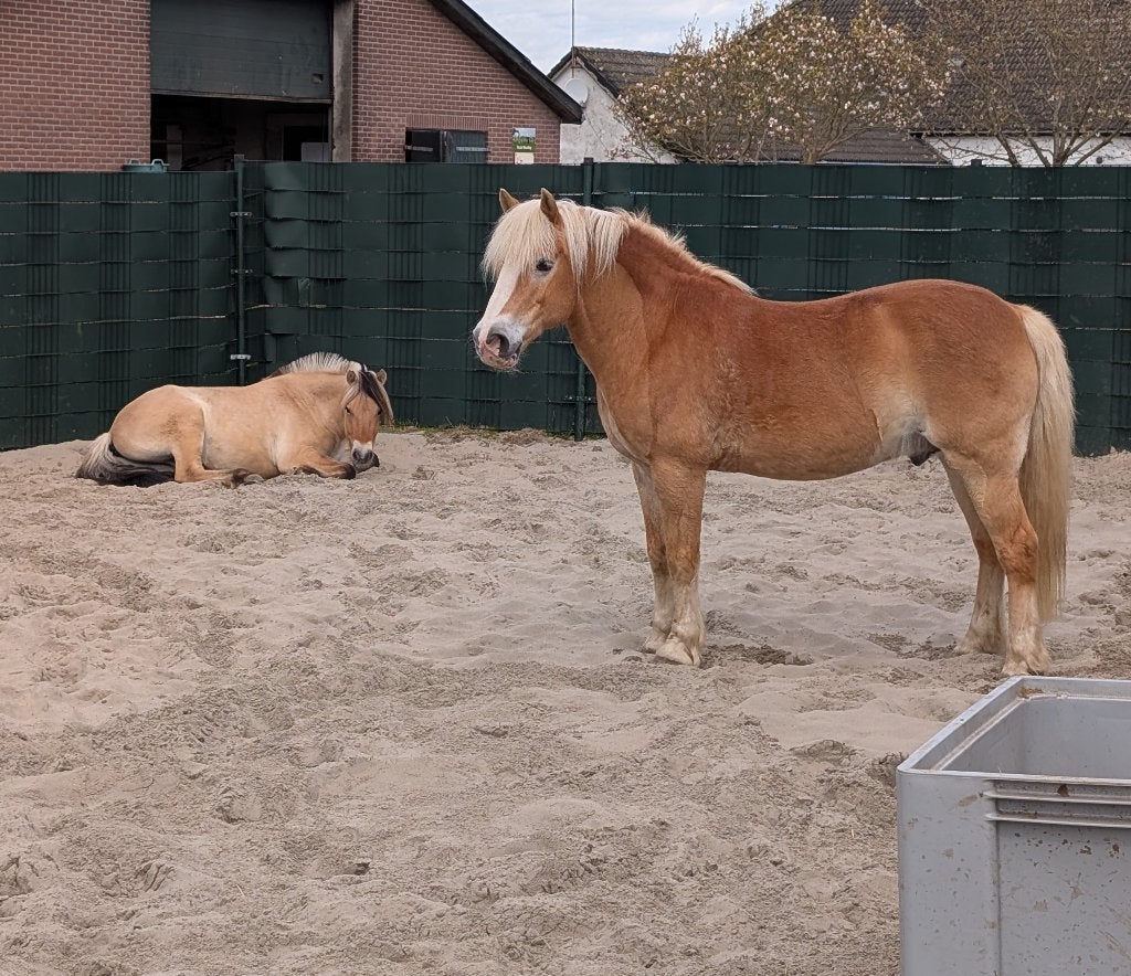 Gezocht Verzorger 2 ponies, Dieren en Toebehoren, Paarden en Pony's | Overige Paardenspullen, Ophalen, Nieuw, Recreatie