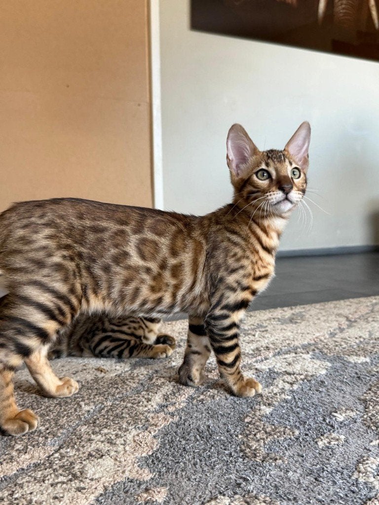 Bengaalse kittens met stamboom te koop geboren op 3-3-2026, Dieren en Toebehoren, Katten en Kittens | Raskatten | Korthaar, Meerdere dieren