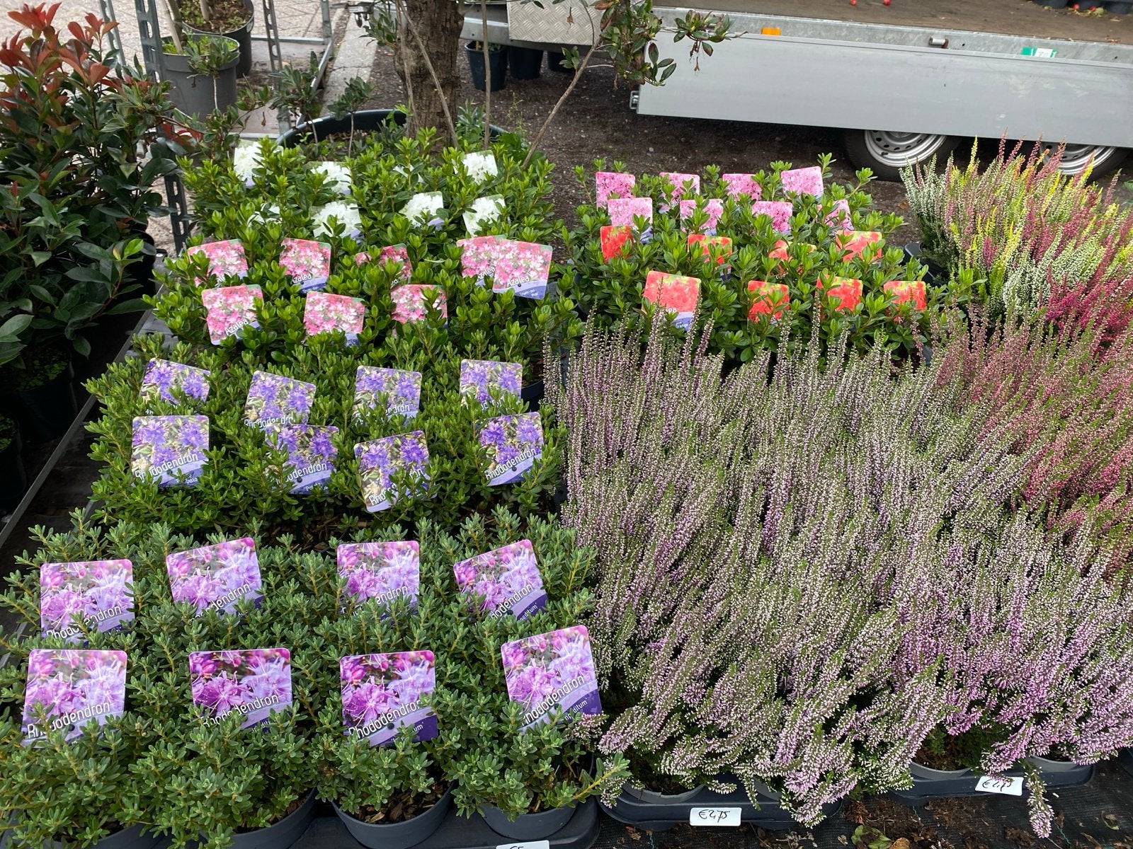 Nieuwe planten bij Betty's Greenhouse, Vaste plant, Halfschaduw, Zomer, Ophalen