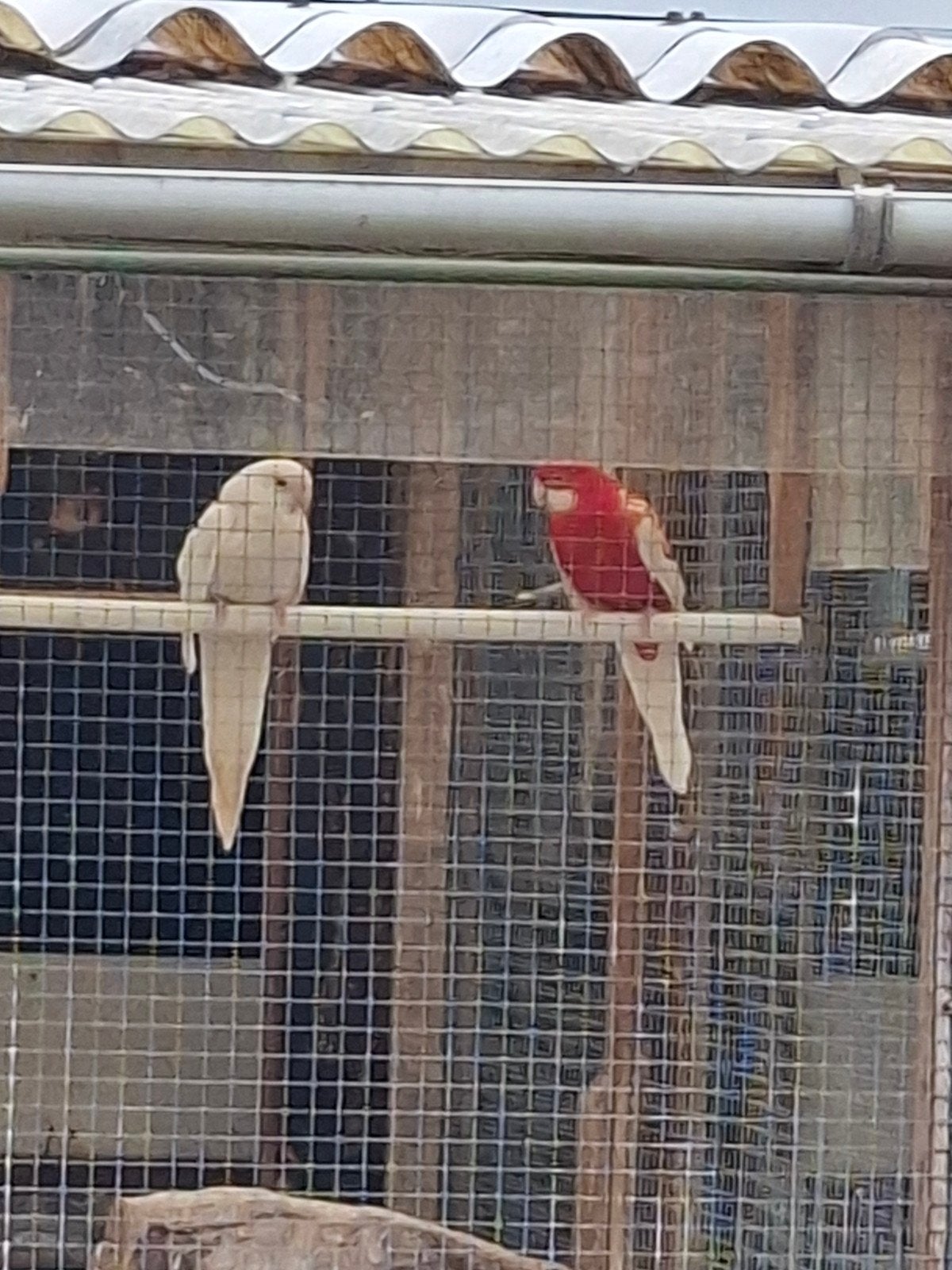 Pennanten., Meerdere dieren, Parkiet