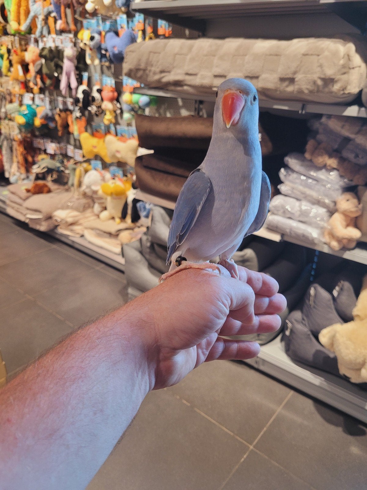 Super lieve geteste tamme halsbandparkieten met dna 2 poppen, Dieren en Toebehoren, Vogels | Parkieten en Papegaaien, Meerdere dieren