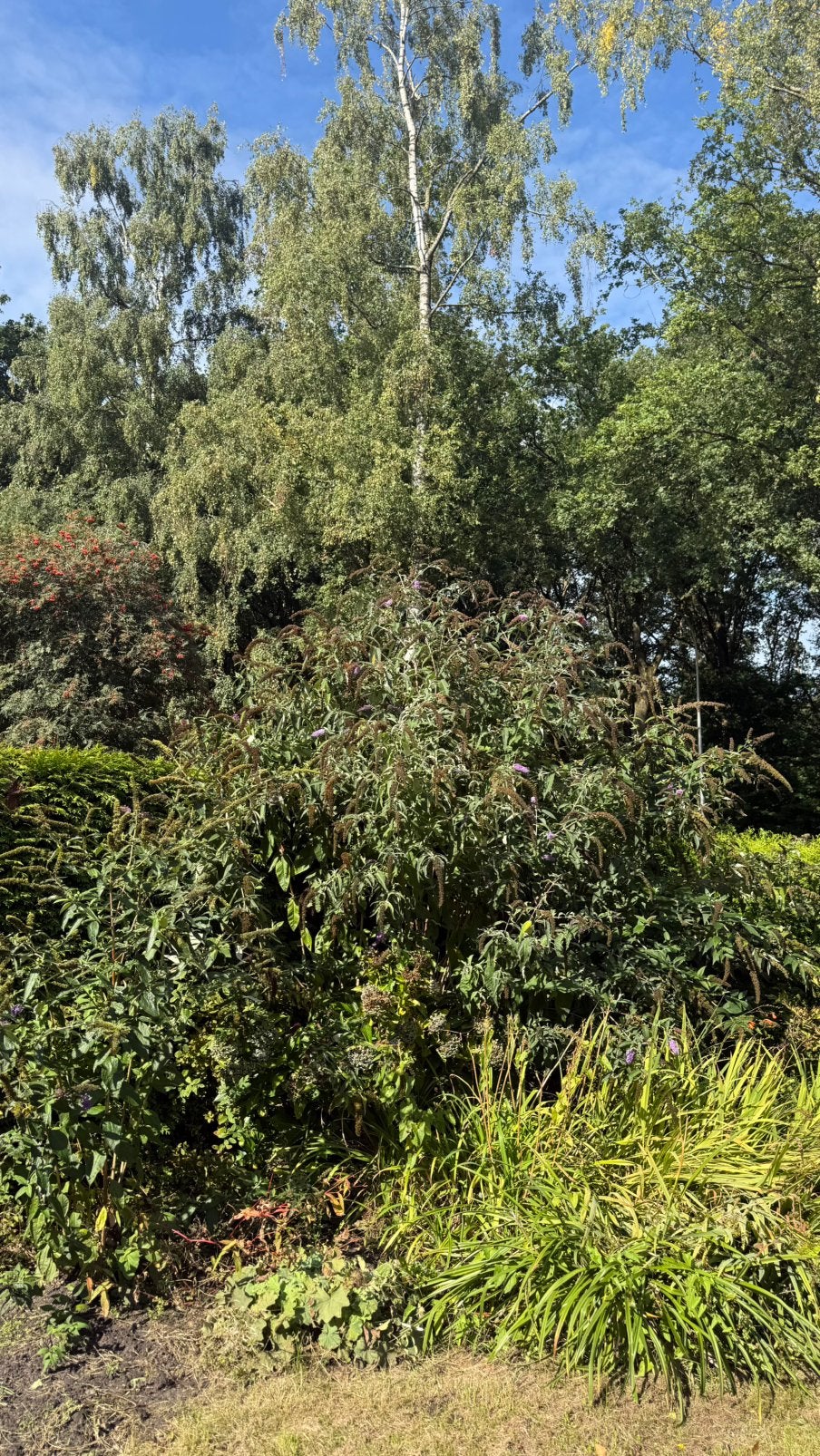 vlinderstruiken, Tuin en Terras, Overige soorten, 100 tot 250 cm, Zomer, Ophalen