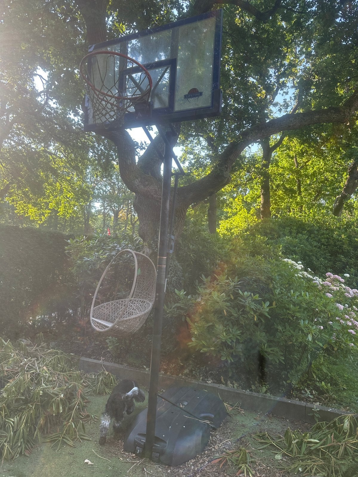 Baskegbal hoop, Sport en Fitness, Basketbal, Ophalen of Verzenden