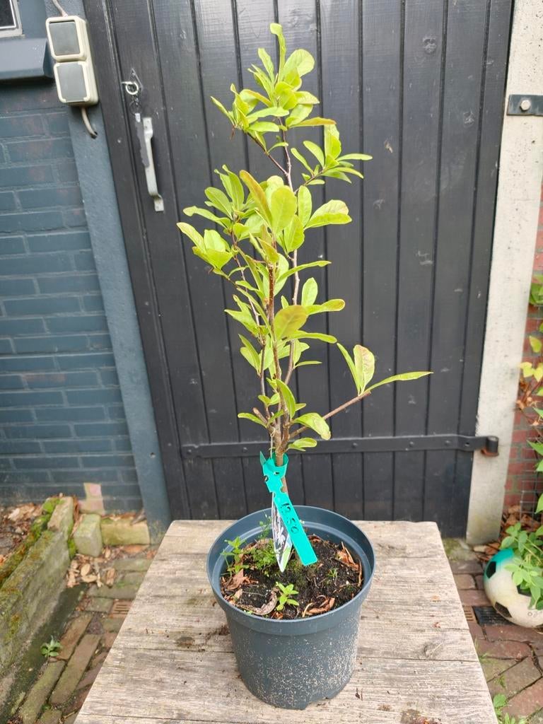 Magnolia Loenerni Leonard Messel, Tuin en Terras, Planten | Bomen, Overige soorten, Lente, Minder dan 100 cm, Ophalen