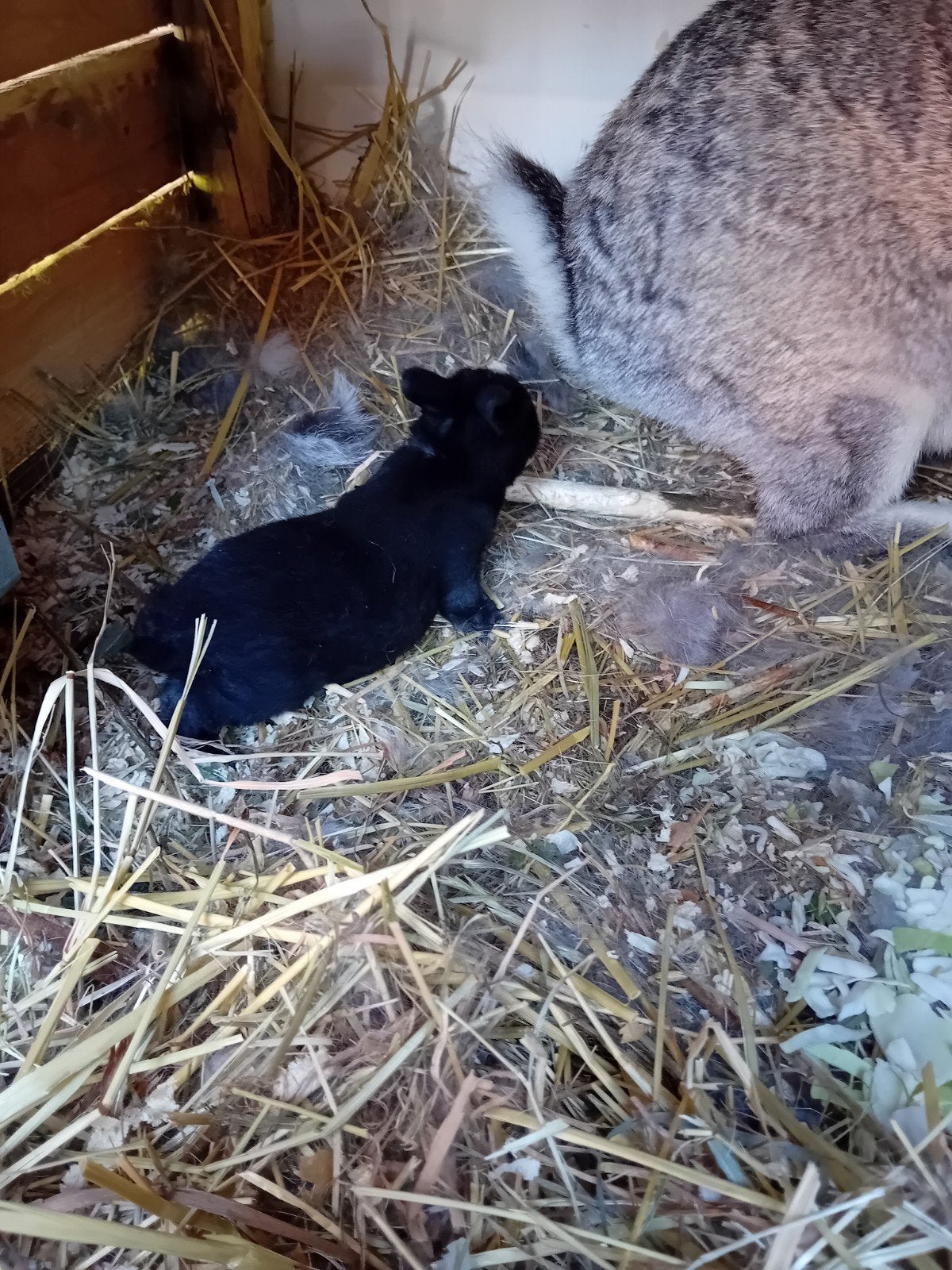 jongen konijnen tekoop, Dieren en Toebehoren, Meerdere dieren, Groot