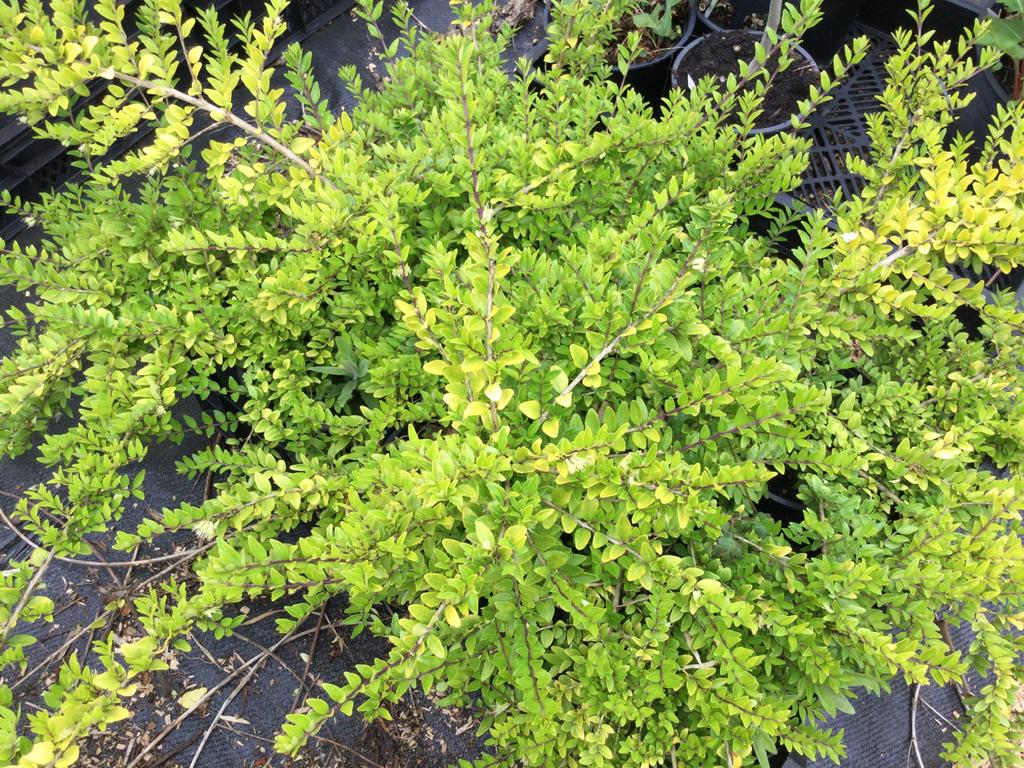 Lonicera nitida ‘Mai Grün’ struikkamperfoelie, Ophalen, Overige soorten, Minder dan 100 cm