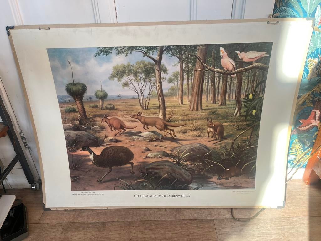 Vintage schoolplaat Uit de australische dierenwereld, Ophalen