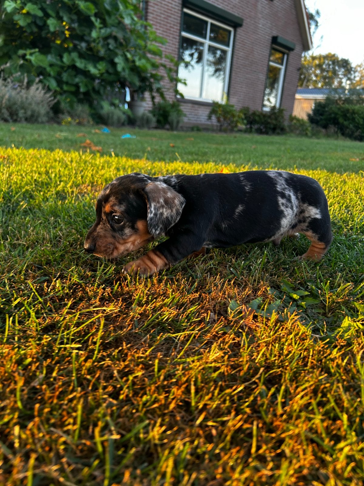 Prachtige dwerg teckel pups, 8 tot 15 weken, Korthaar, Dwerg, Parvo