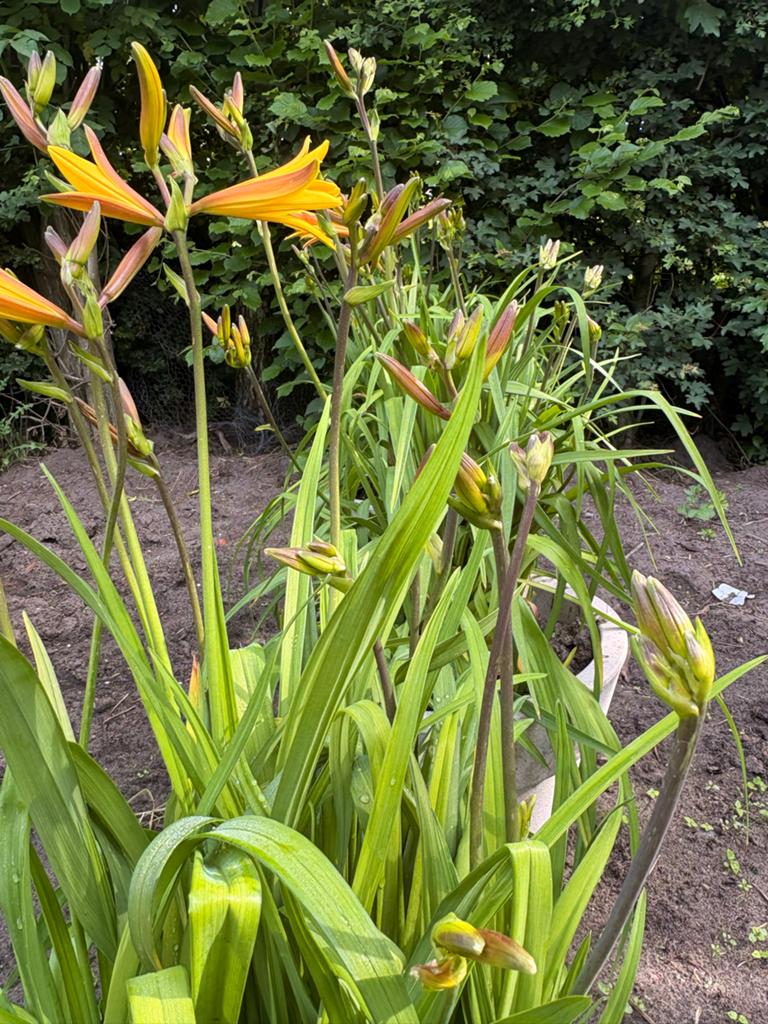 Lelies in mooie buiten bloempotten, Ophalen, Kunststof, Gebruikt, Balkon