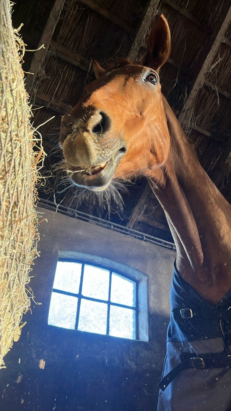 Liefdevol tehuis aangeboden, Weidegang, 1 paard of pony