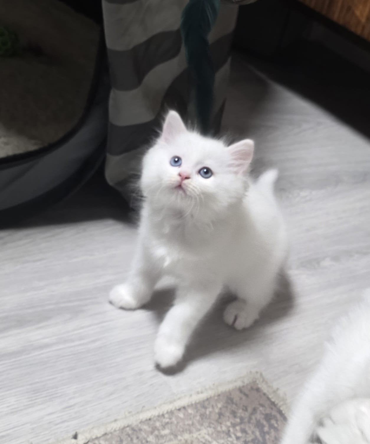 kittens, Meerdere dieren, Langharig