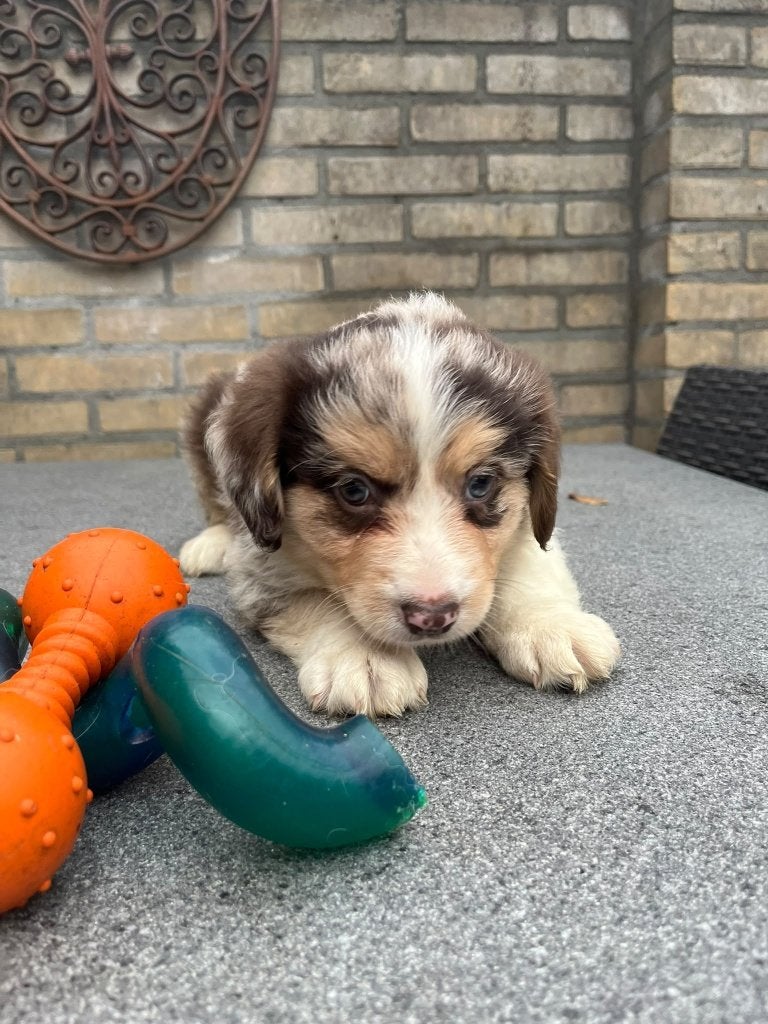border Collie x Nova Scotia Duck Toller Retriever pups, 8 tot 15 weken, Collie, Meerdere, Meerdere dieren
