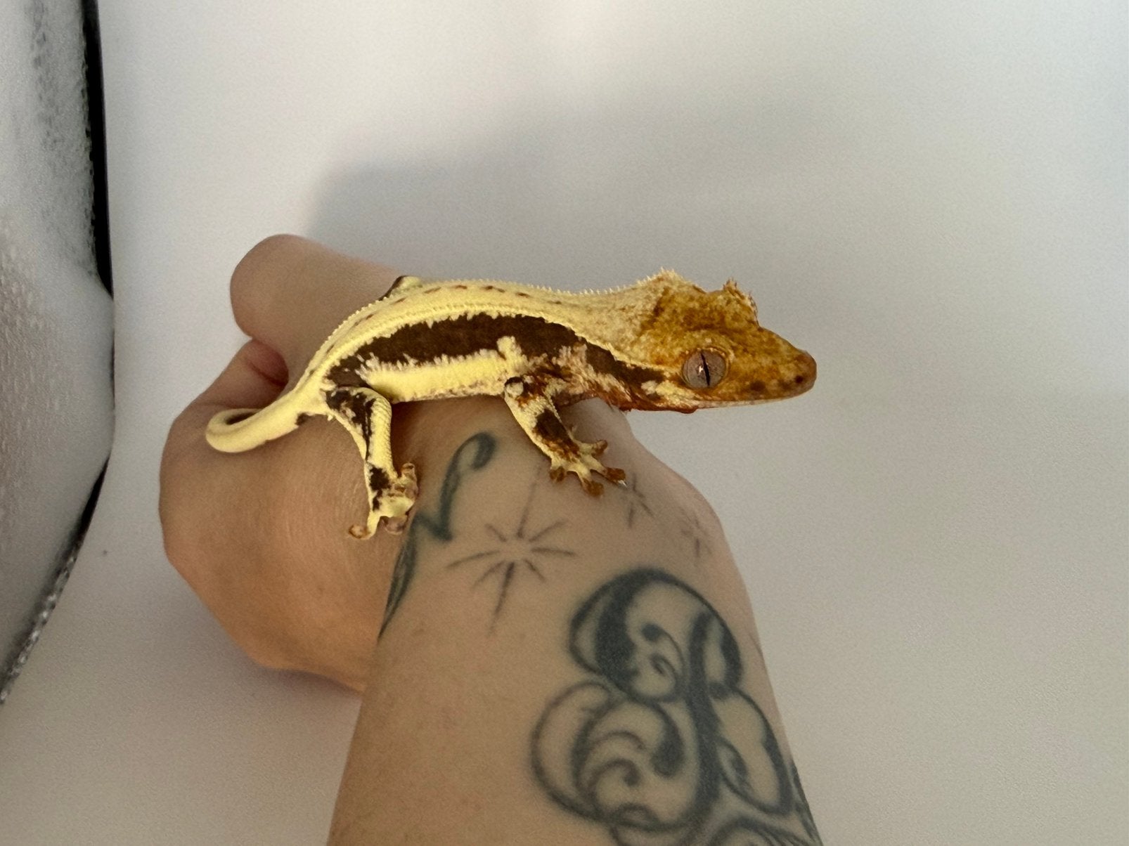 Correlophus ciliatus - Crested Gecko - Wimpergekko, Hagedis, 0 tot 2 jaar
